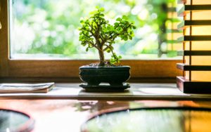 Restoran Haku bonsai